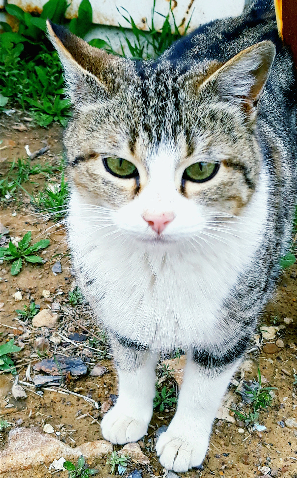 Samsung Galaxy J5 sample photo. Untitled photography
