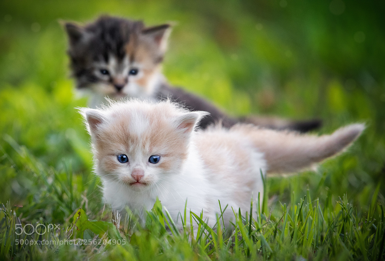 Canon EOS 5D Mark IV sample photo. Two kittens photography
