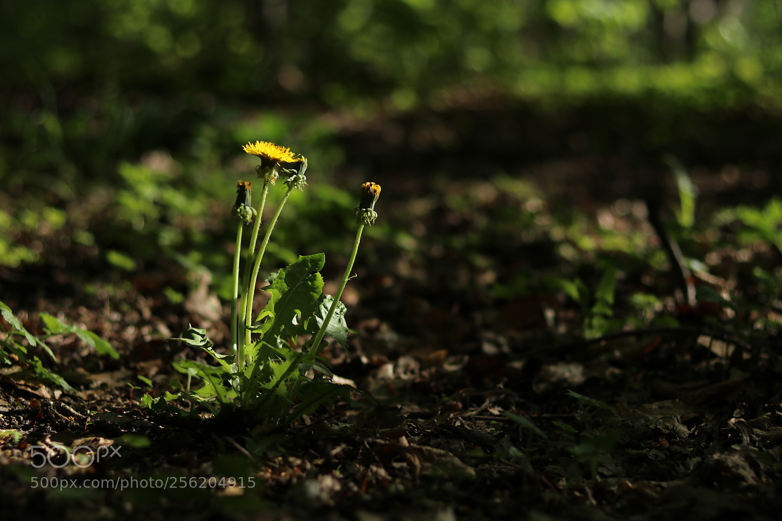 Canon EOS 80D + Canon EF 50mm F1.8 STM sample photo. Löwenzahn am waldboden photography