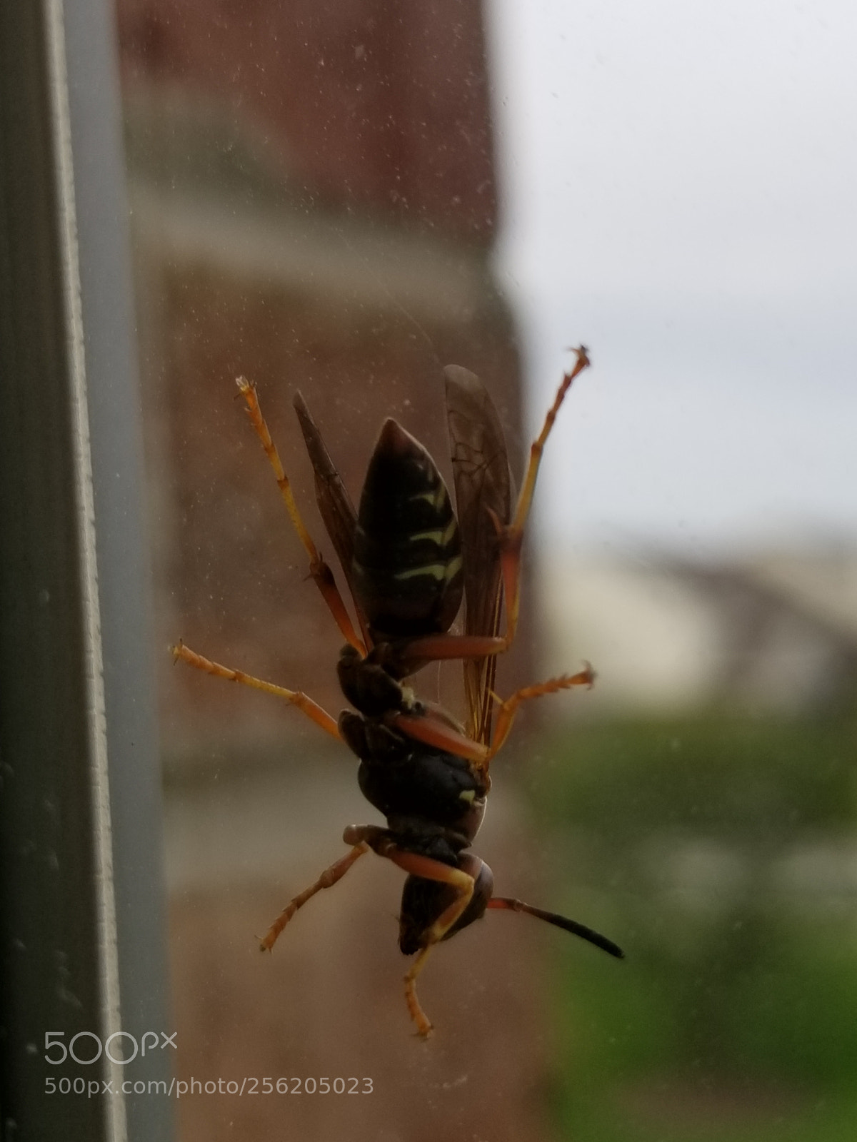 Samsung Galaxy S8 sample photo. #2 wasp!...let me in photography