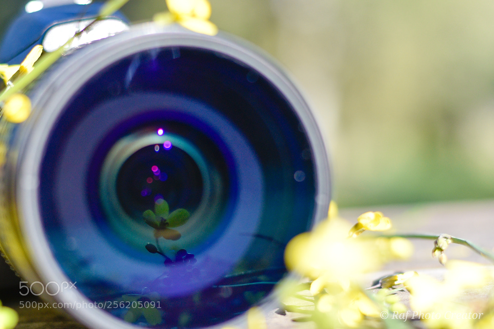 Nikon D750 sample photo. Untitled photography