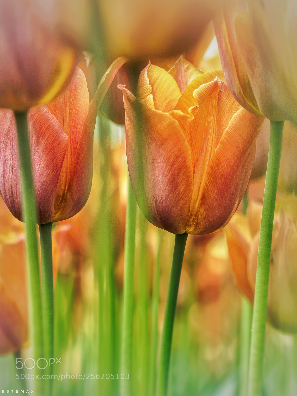 Olympus OM-D E-M1 sample photo. Les tulipes de morges photography