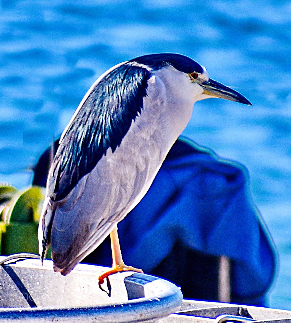 Nikon D7200 sample photo. A blue heron bird photography