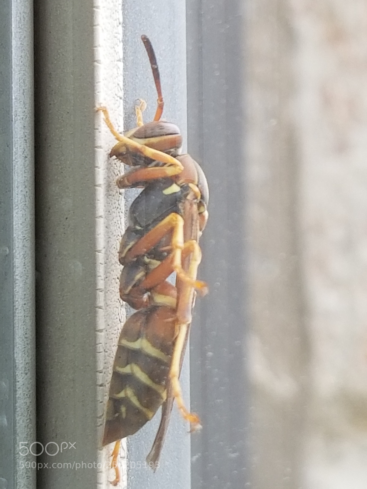Samsung Galaxy S8 sample photo. 2 wasp...please let me photography