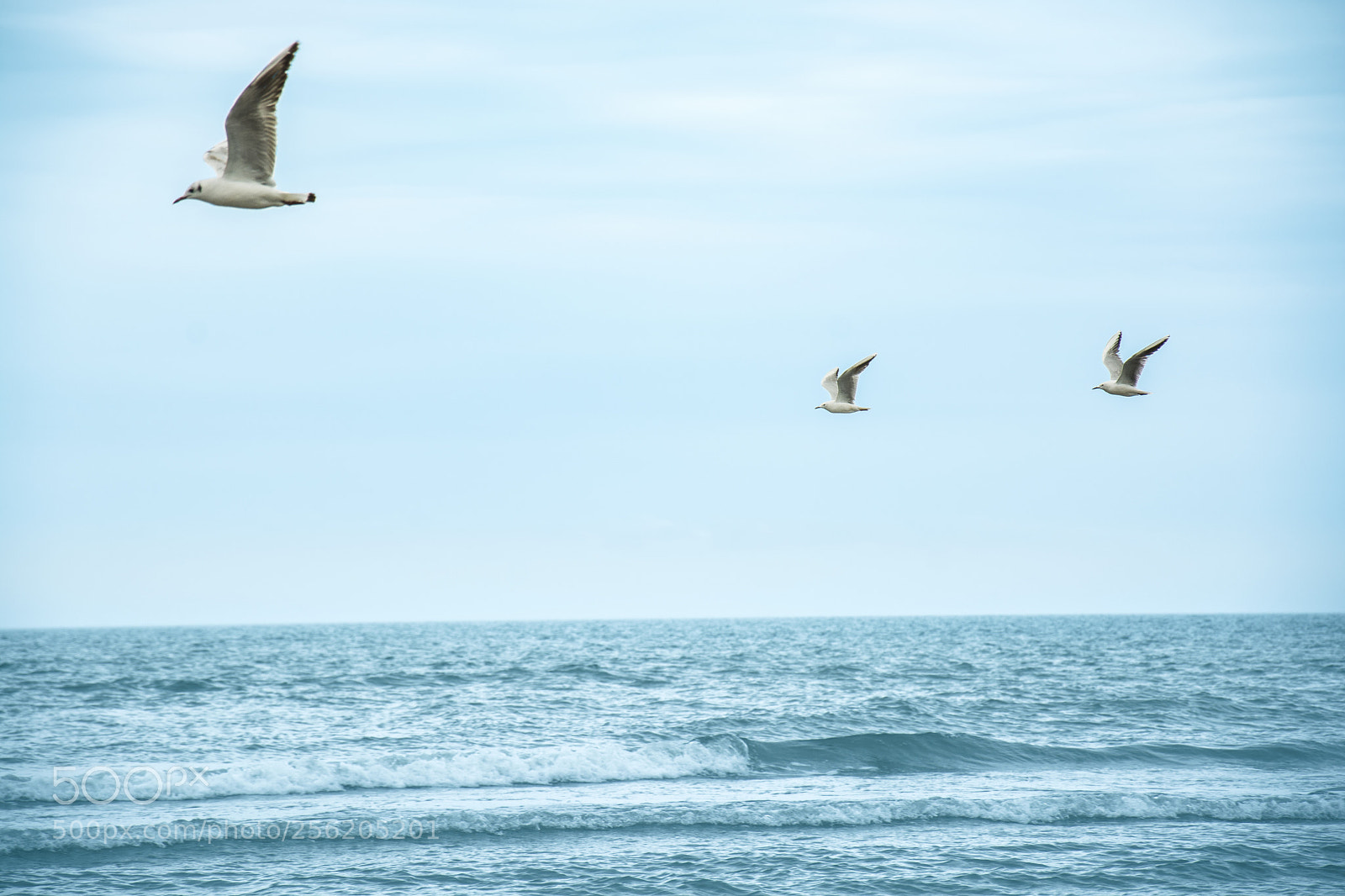 Nikon D7100 sample photo. Seagull photography