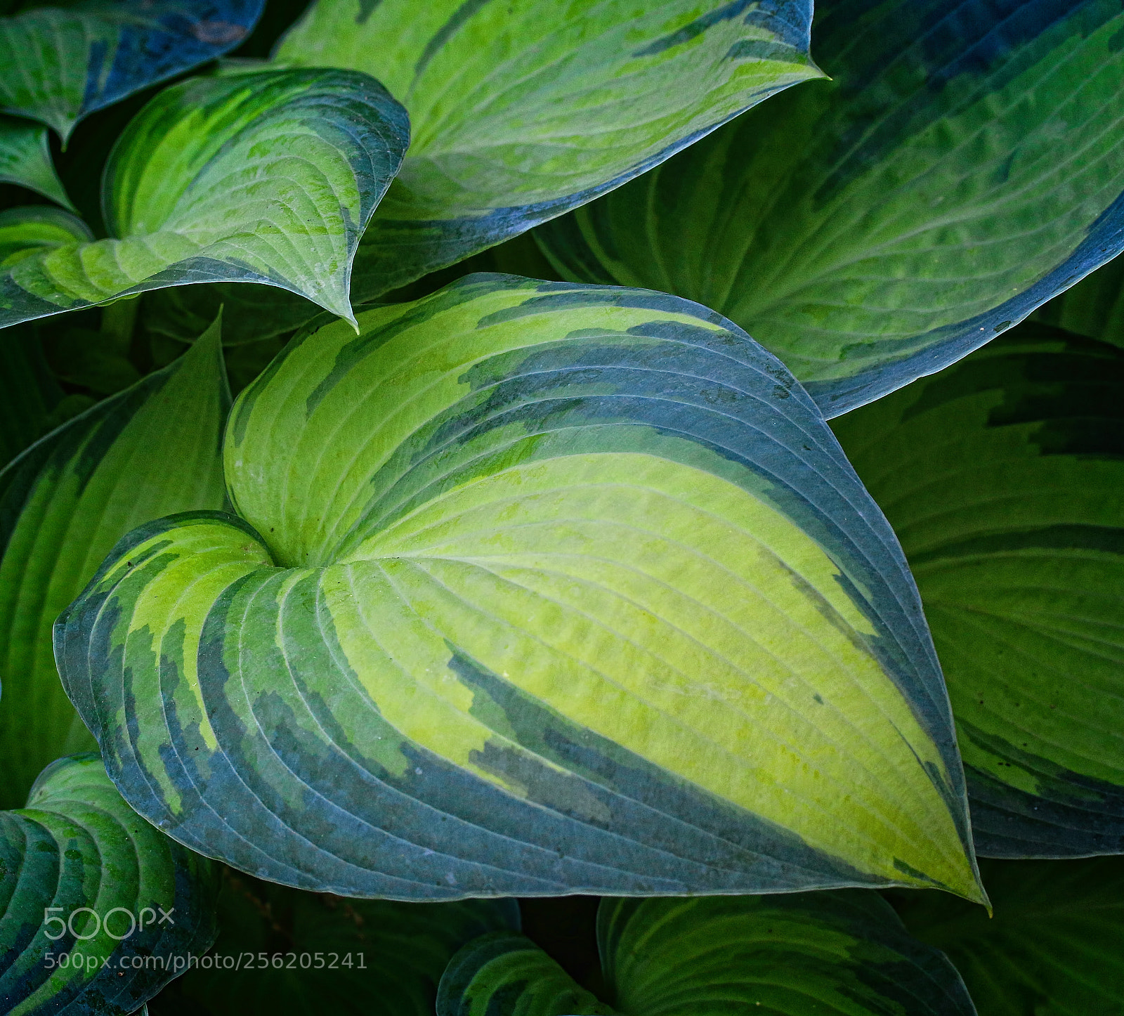 Canon EOS 70D sample photo. Hosta photography