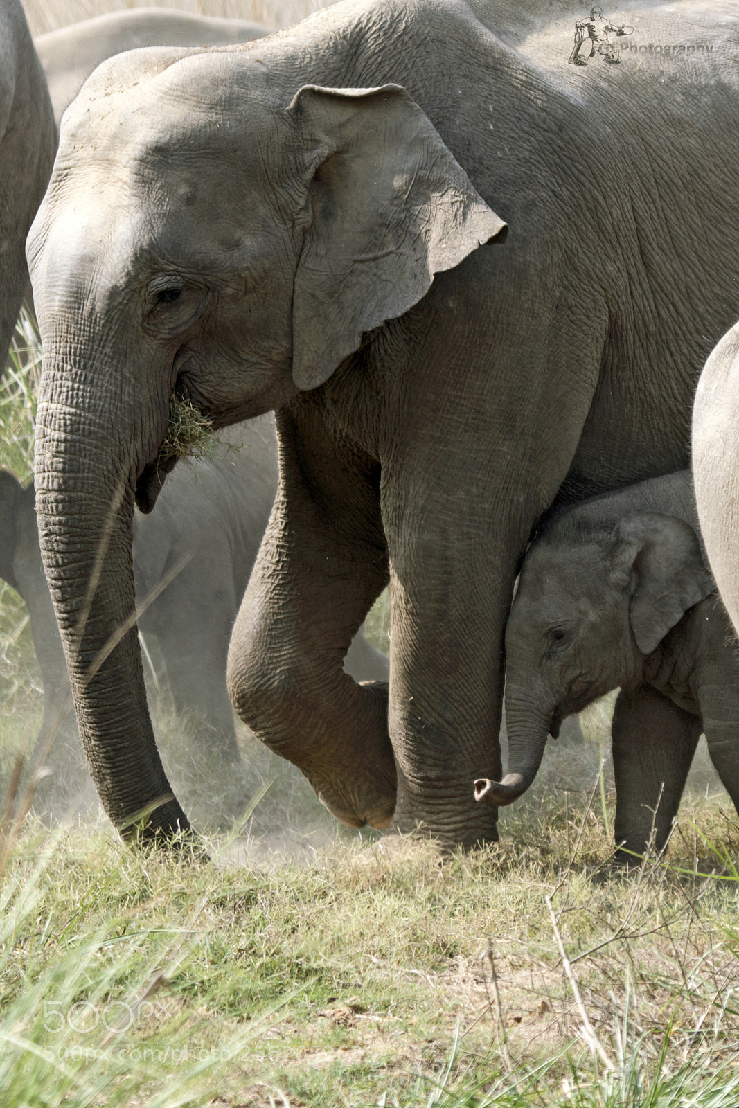 Canon EOS 7D Mark II sample photo. Elephant photography