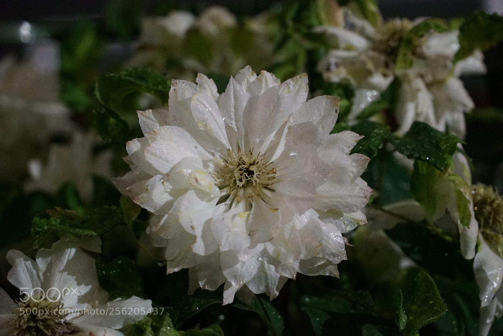 Sony a7S sample photo. Untitled photography