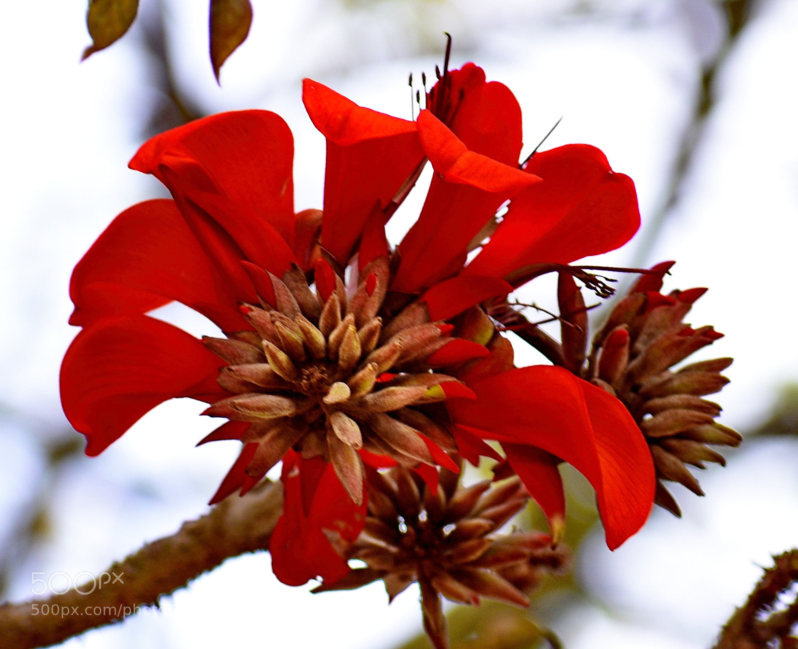 Nikon D7200 sample photo. A red tree flower photography
