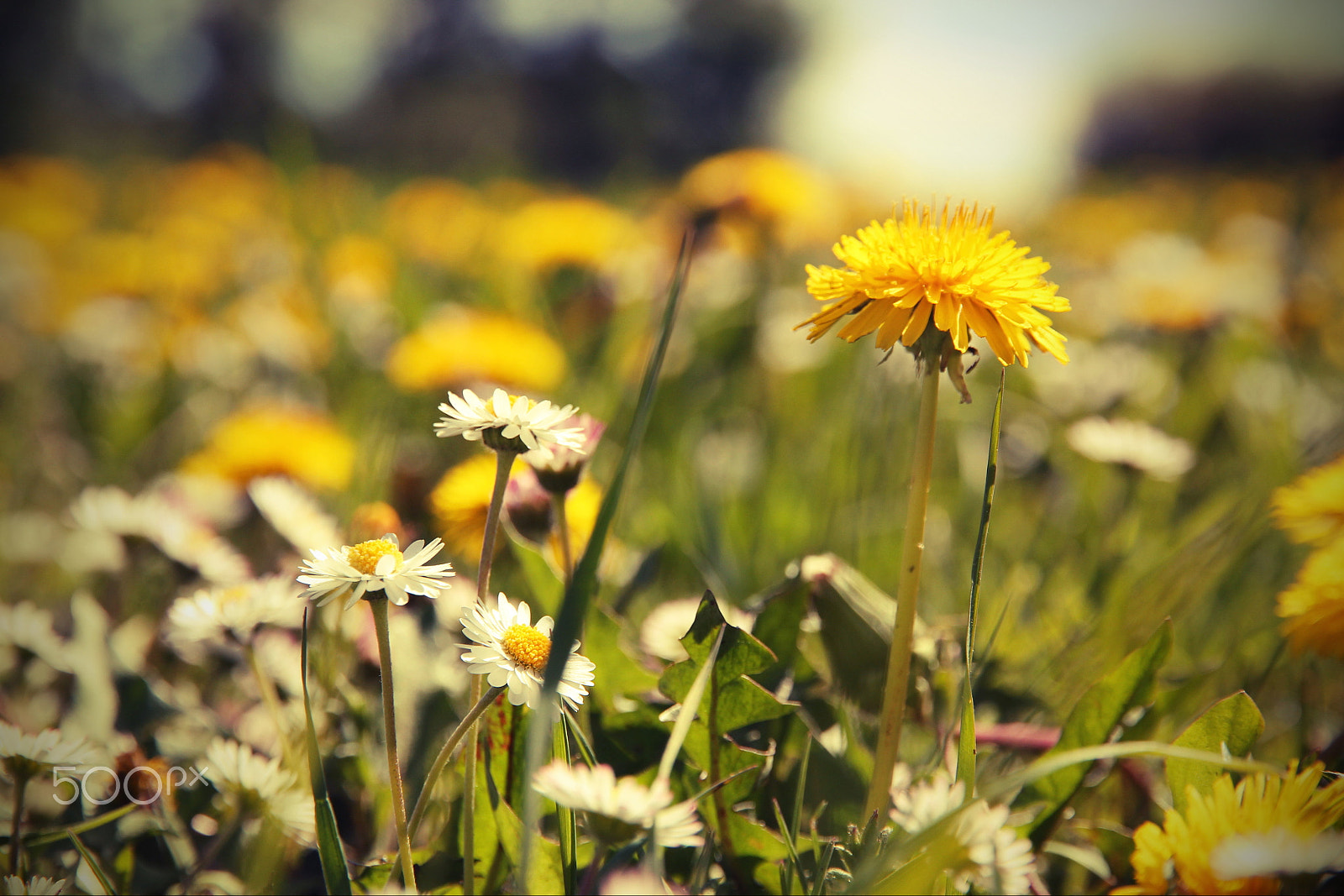Canon EOS 60D + Canon EF-S 15-85mm F3.5-5.6 IS USM sample photo. Daisies and dandelion photography