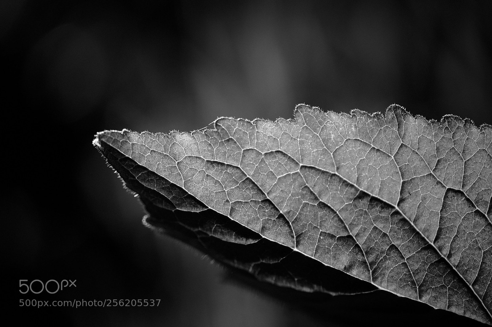 Fujifilm X-T2 sample photo. Leaf and light photography