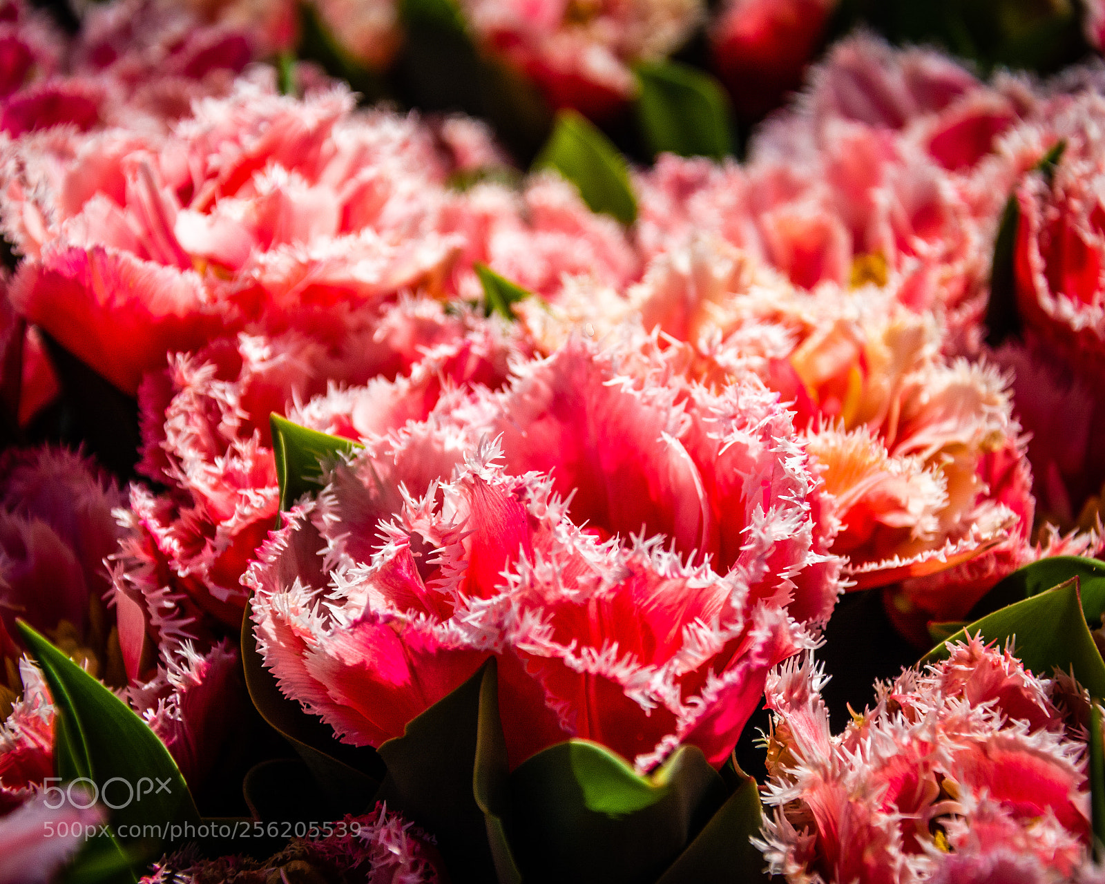 Nikon D7100 sample photo. Pink tulip photography