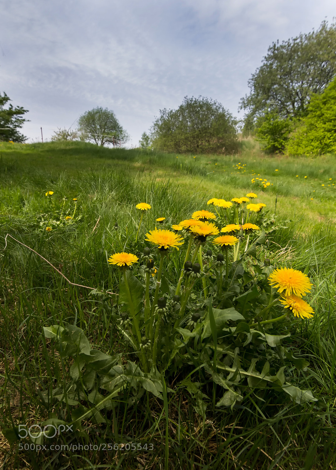 Canon EOS 60D sample photo. Dandelions everywhere you look ... photography