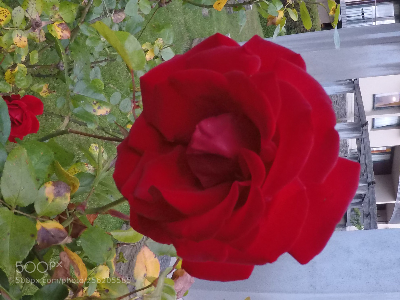 GoPro Hero5 Black sample photo. The big red flower photography