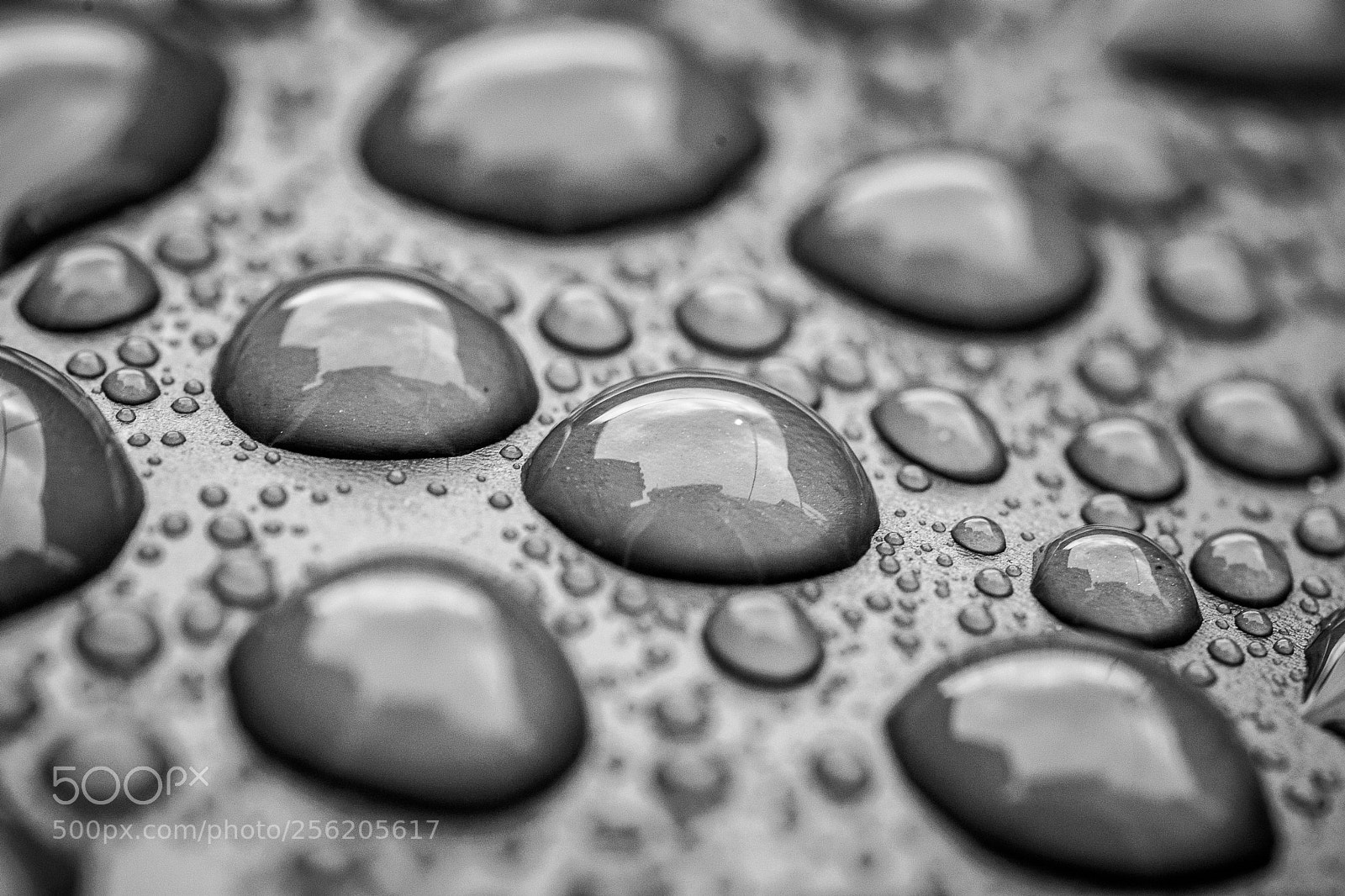 Nikon D7100 sample photo. Rain drops photography