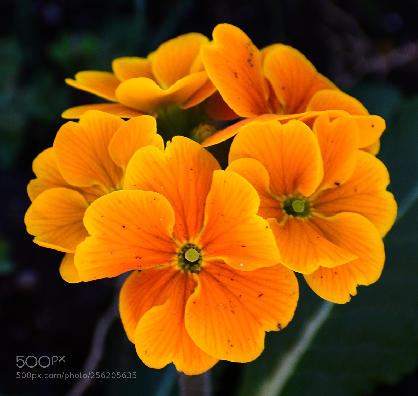 Nikon D7200 sample photo. Gold flowers photography