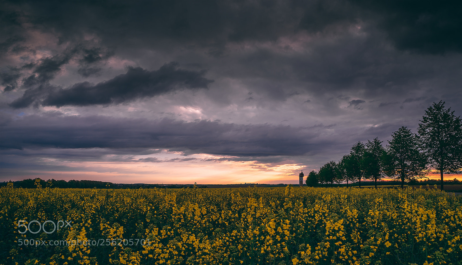 Sony a7 II sample photo. Untitled photography