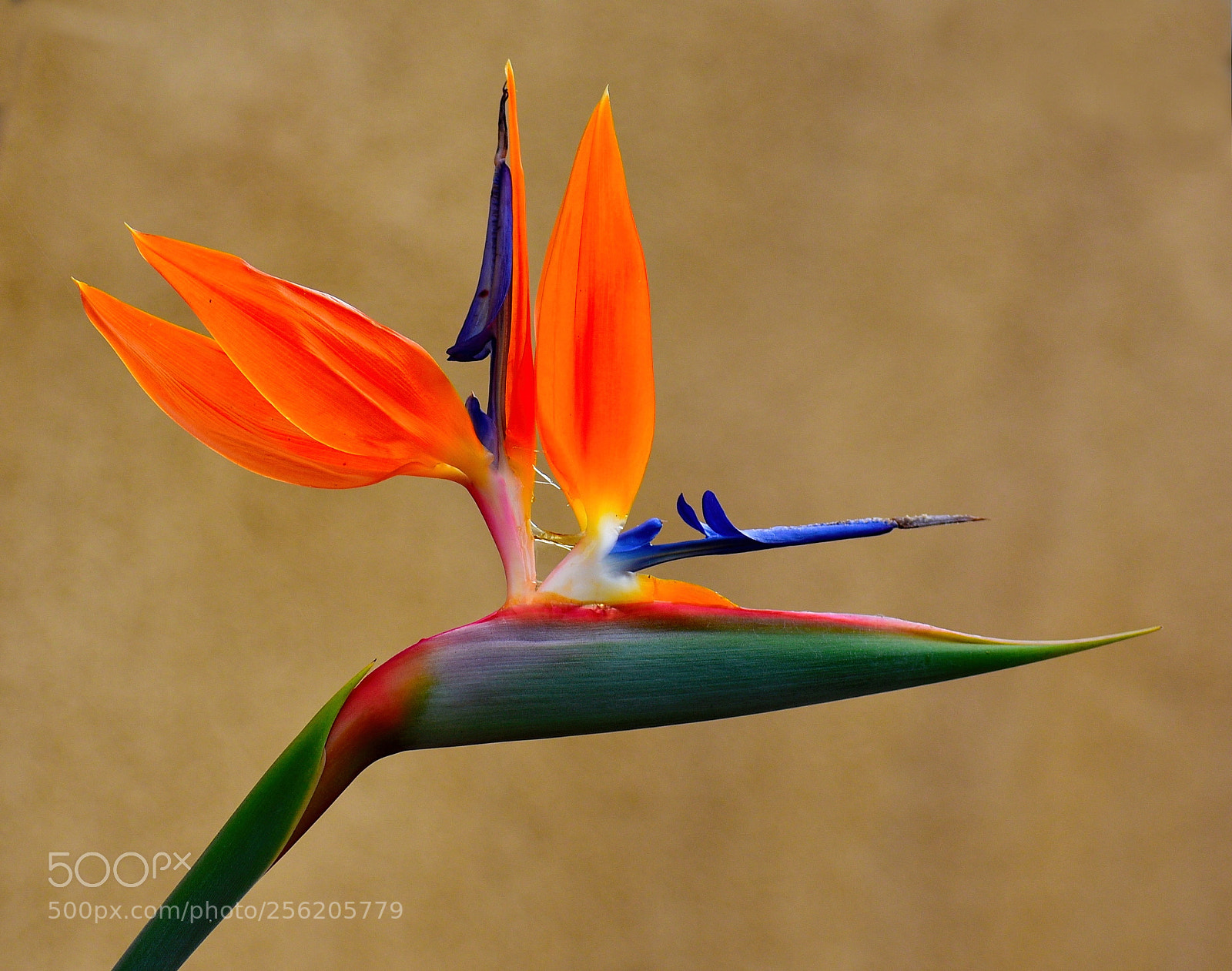 Nikon D7200 sample photo. A nice bird of photography