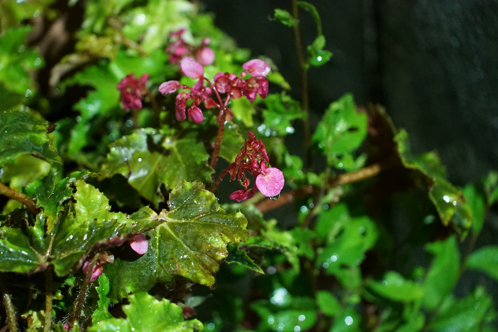 Sony FE 24-240mm F3.5-6.3 OSS sample photo. Rainy night flower photography