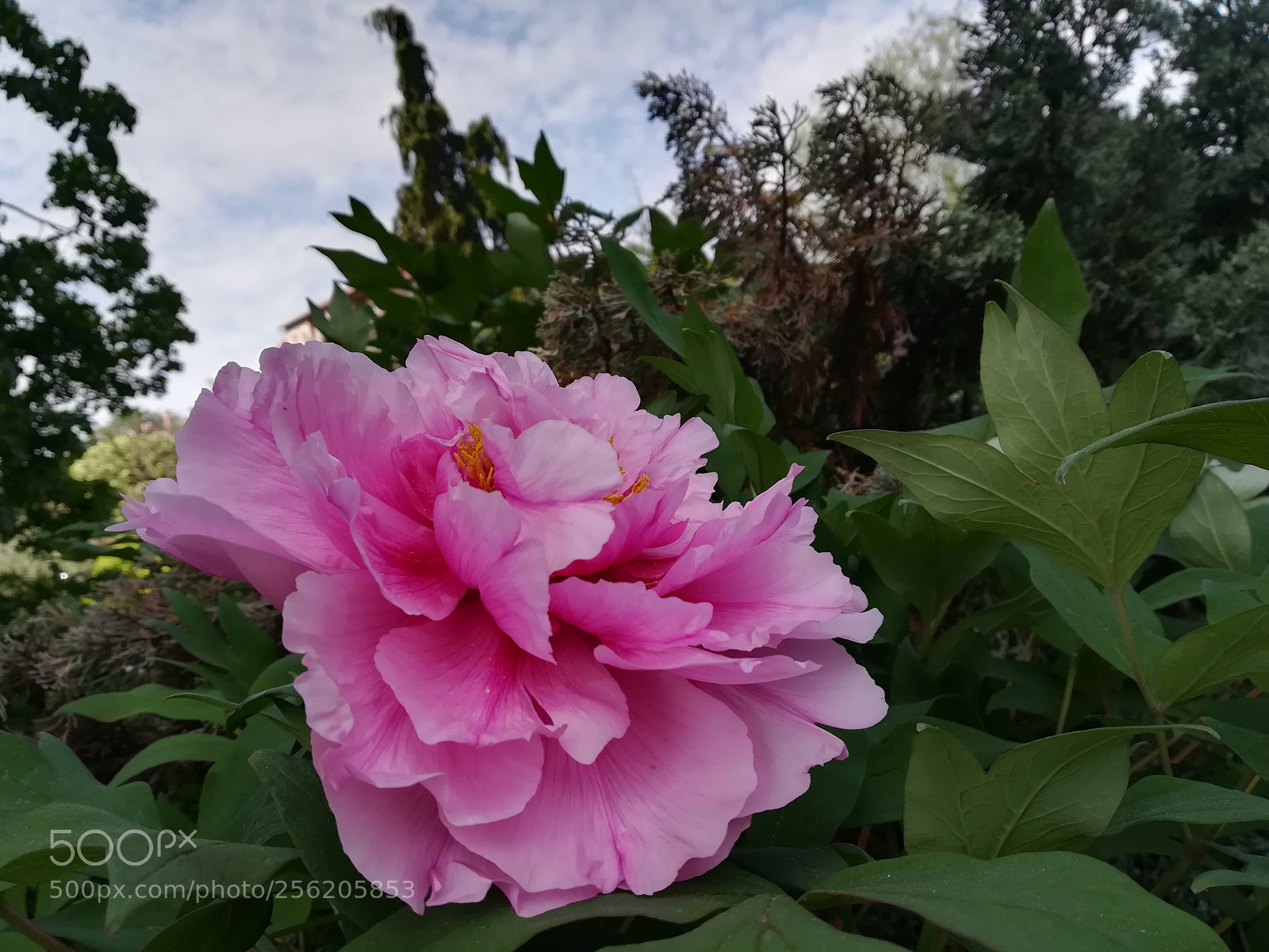 HUAWEI PRA-LX1 sample photo. Untitled photography