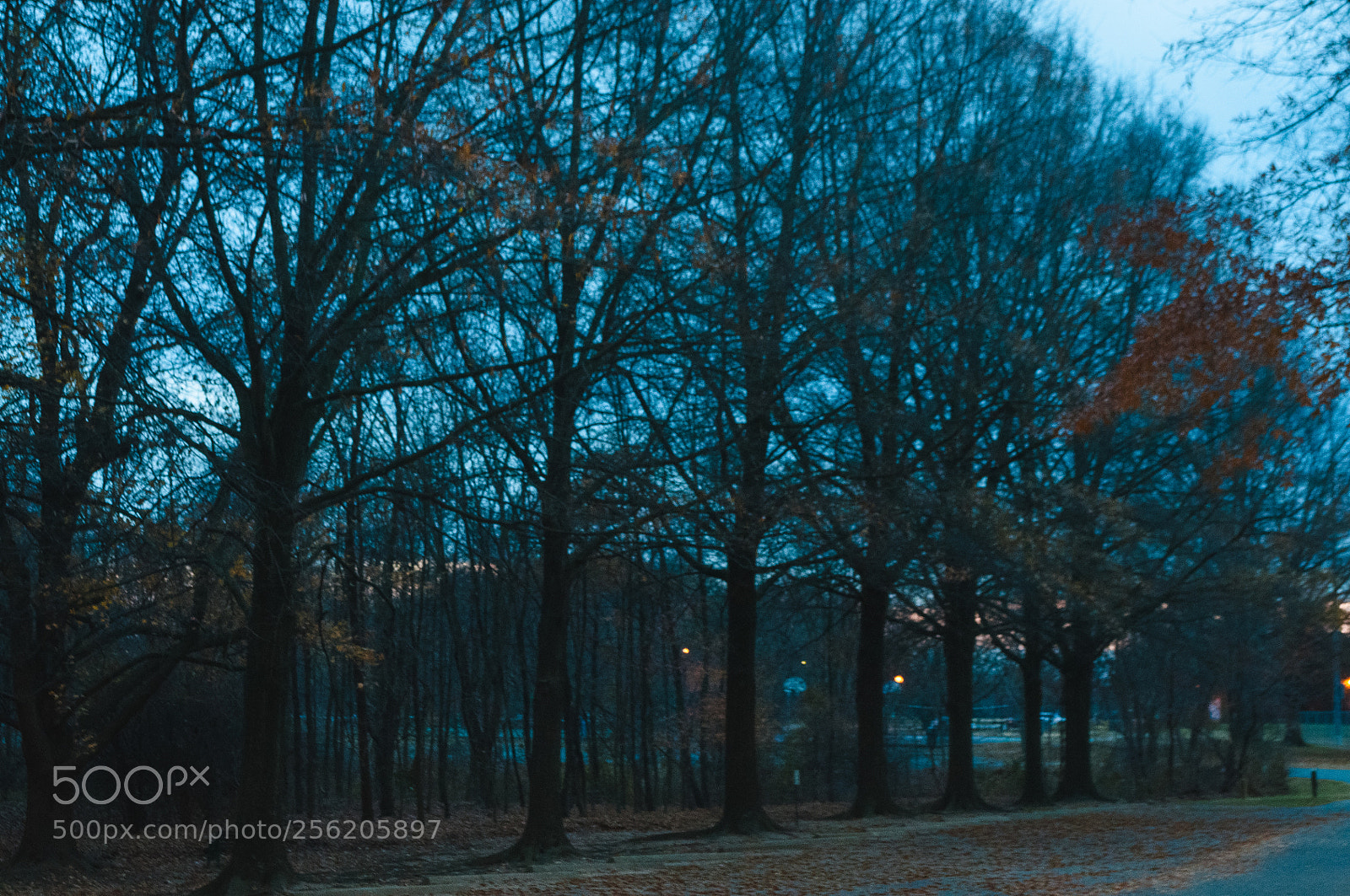 Nikon D90 sample photo. Trees along the path photography