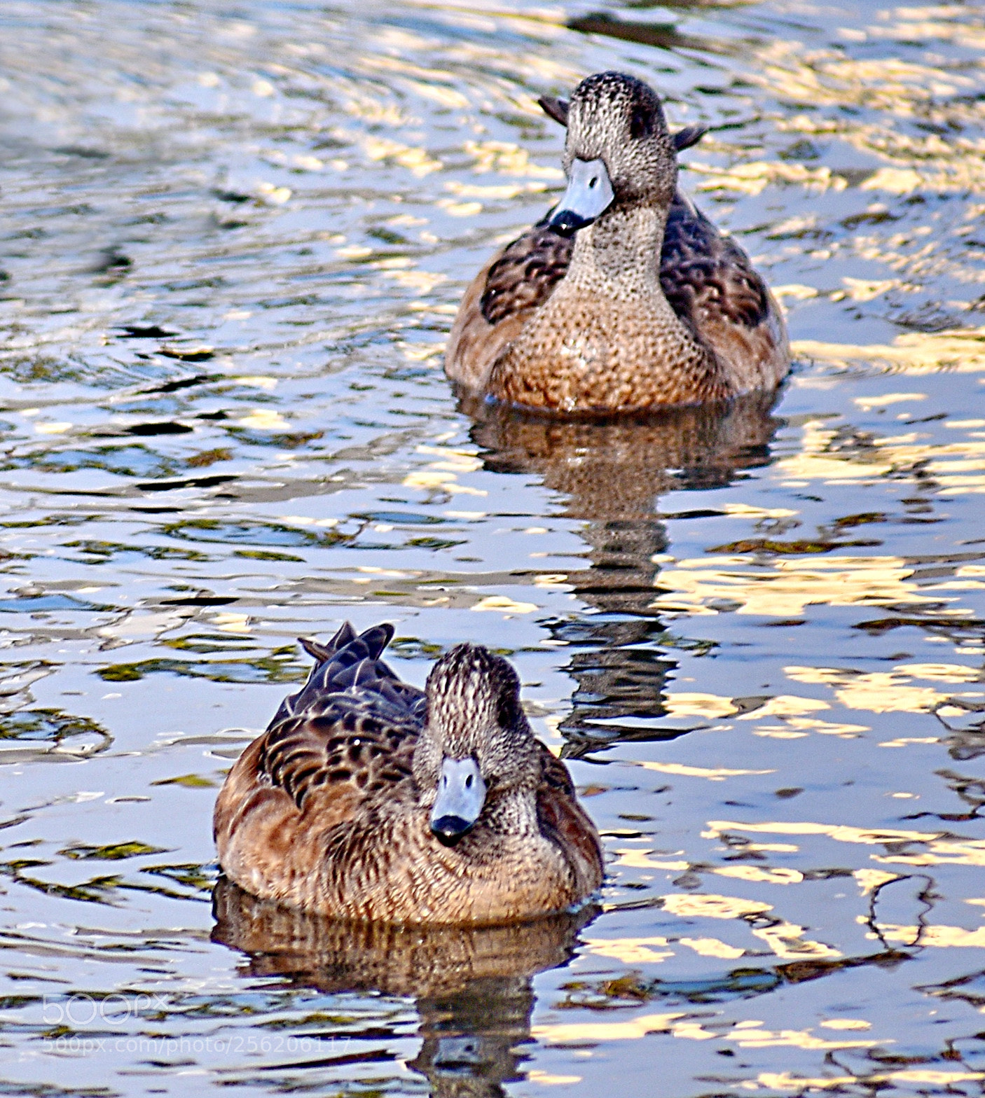 Nikon D7200 sample photo. Two ducks swimming in photography