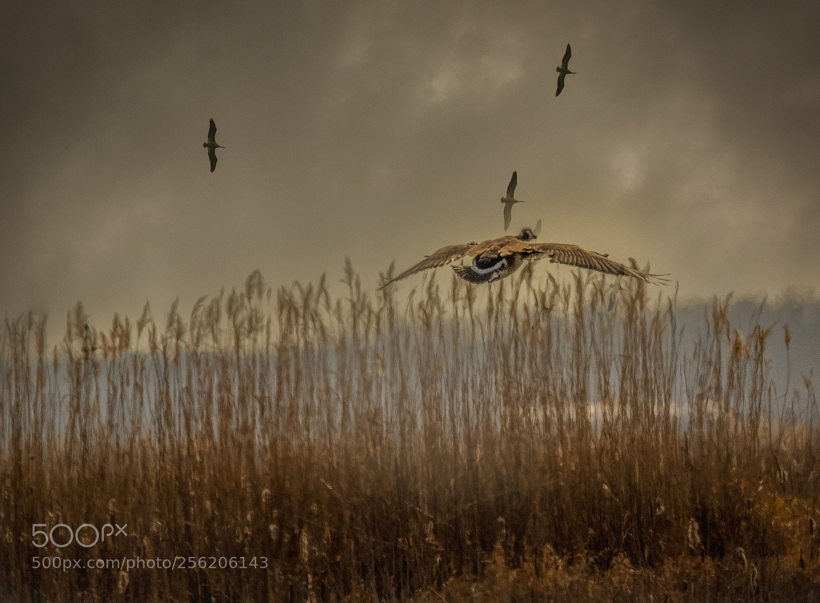 Pentax K-3 II sample photo. Low flying goose and photography