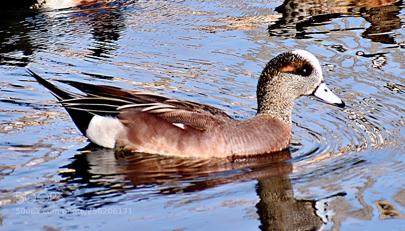 Nikon D7200 sample photo. A brown duck swimming photography