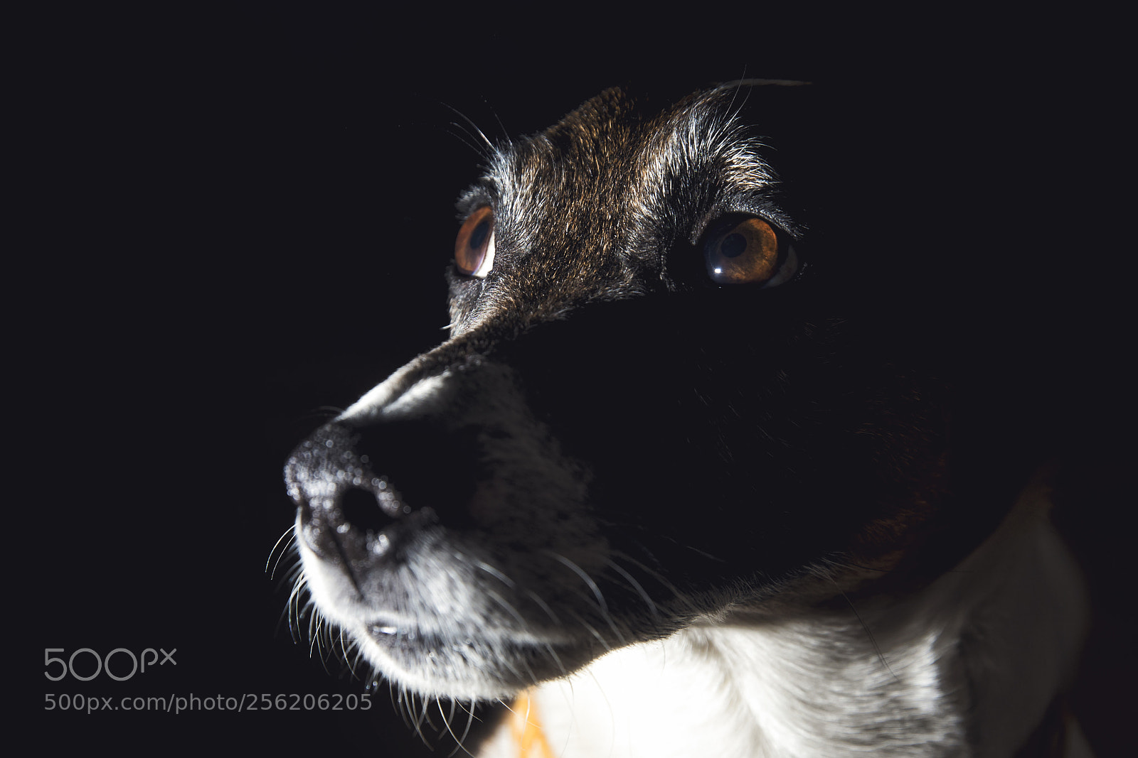 Canon EOS 5D Mark IV sample photo. The dog portrait photography