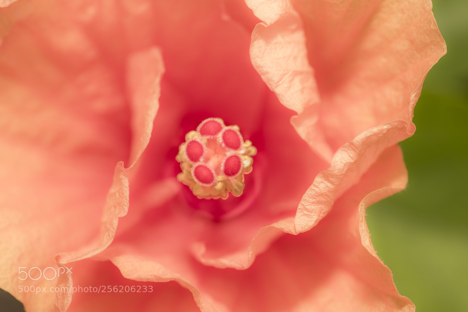 Nikon D750 sample photo. China rose close up photography