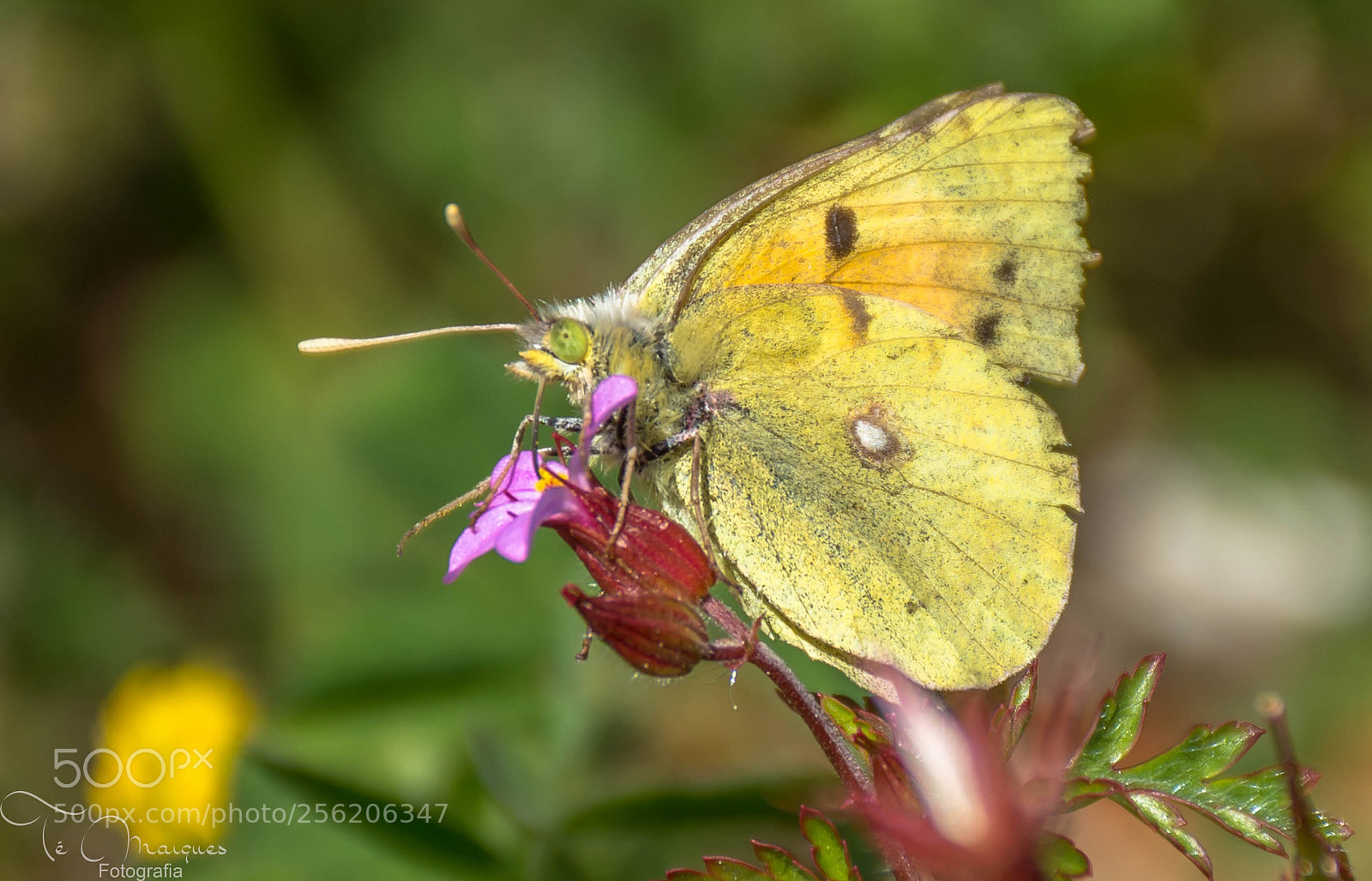 Nikon D7200 sample photo. Resting photography