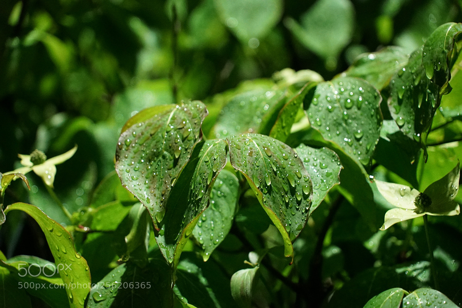 Sony a7S sample photo. Untitled photography