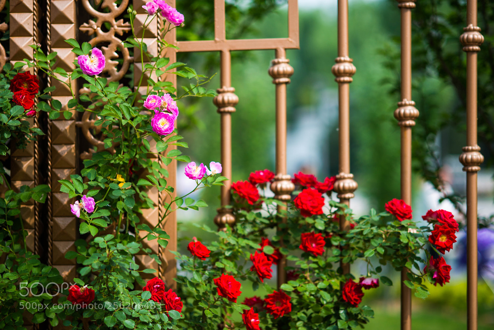 Nikon D800E sample photo. Untitled photography