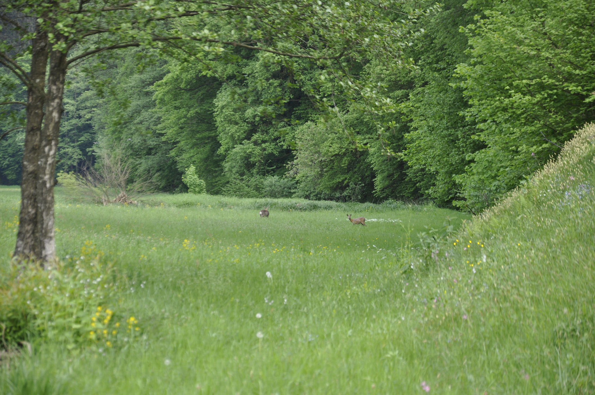 Nikon D5000 sample photo. Roe deer photography