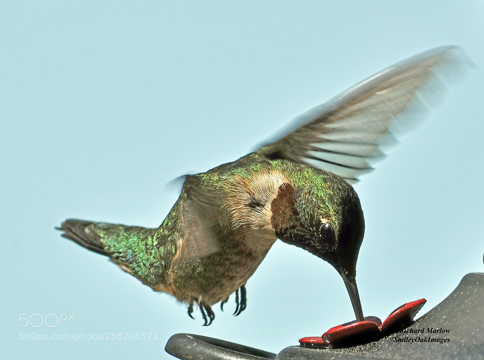 Nikon D5000 sample photo. Hummingbird photography