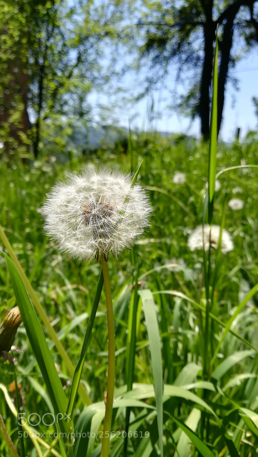 HUAWEI PRA-LX1 sample photo. Untitled photography