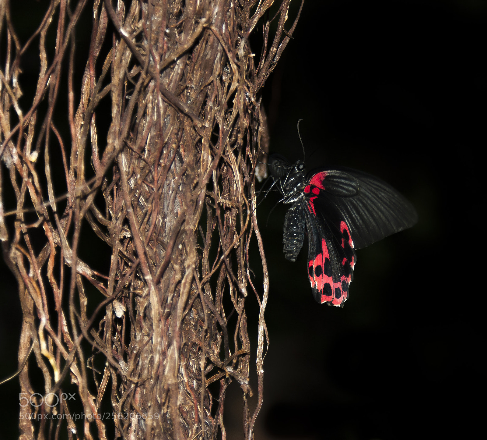 Nikon D70 sample photo. Glowing in the dark photography
