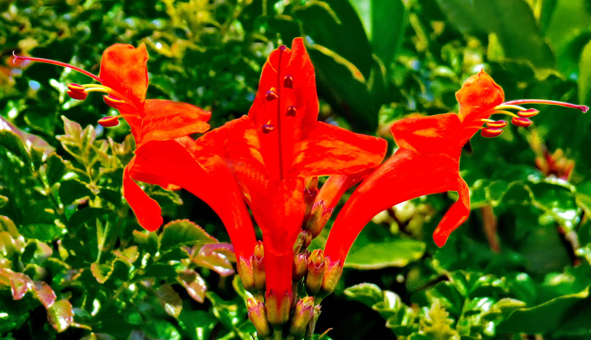 Canon PowerShot SX50 HS + 4.3 - 215.0 mm sample photo. Red tube flowers in the garden photography