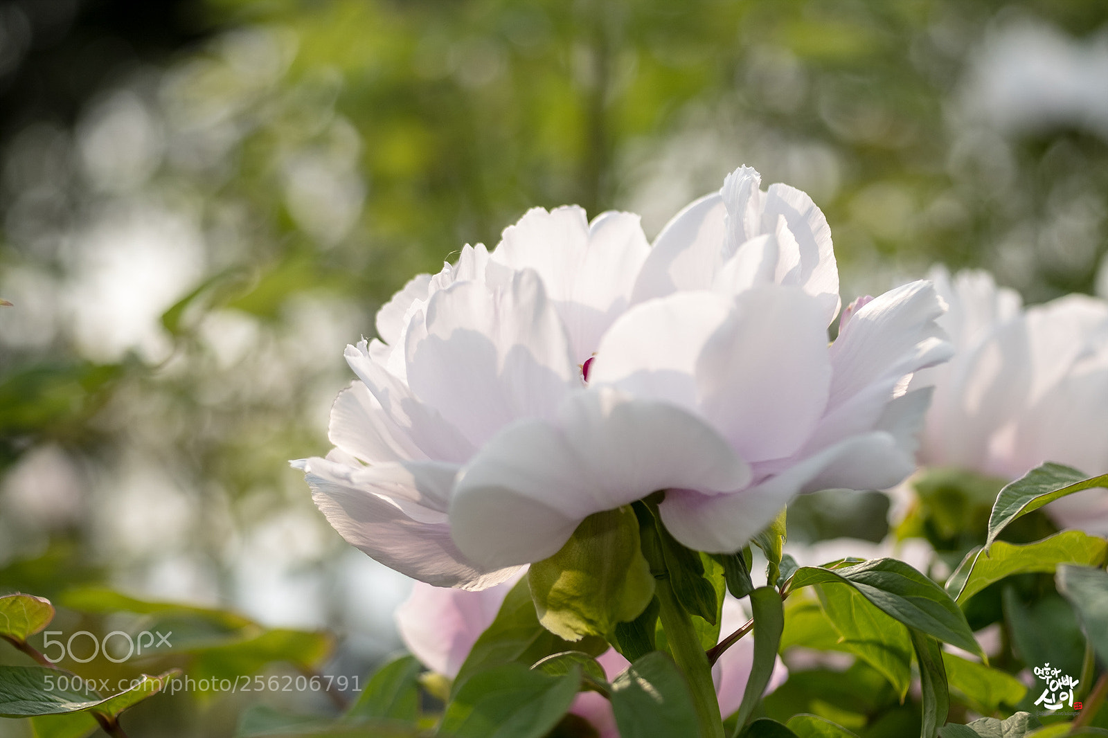Fujifilm X-T2 sample photo. Paeonia photography