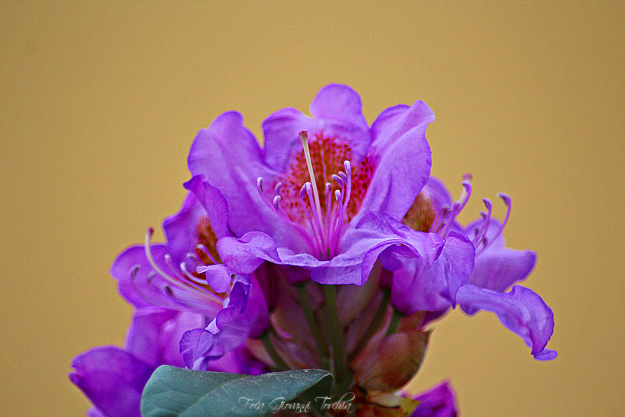 Canon EOS 1200D (EOS Rebel T5 / EOS Kiss X70 / EOS Hi) sample photo