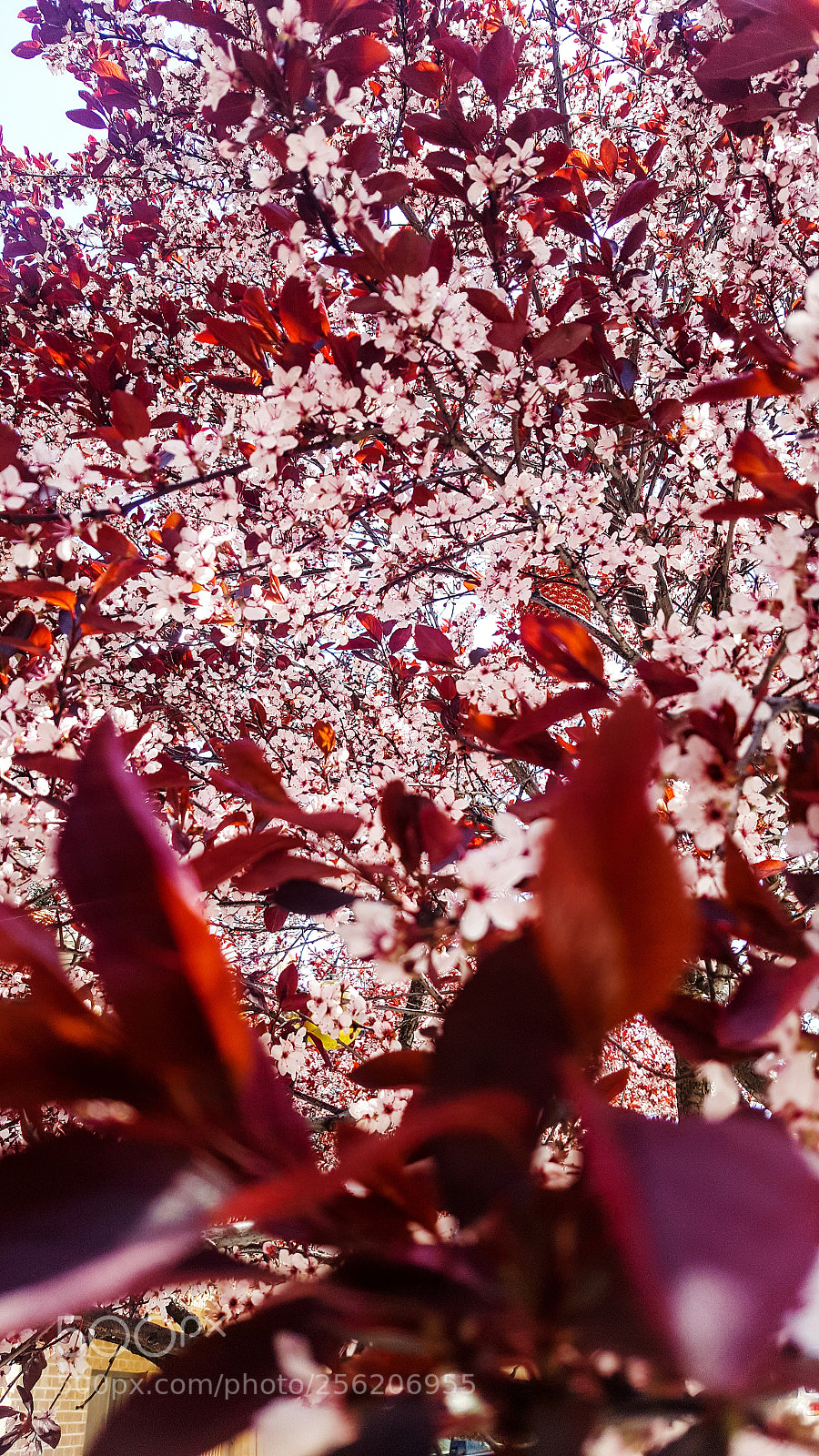 Samsung Galaxy Note5 sample photo. Plum blossoms photography
