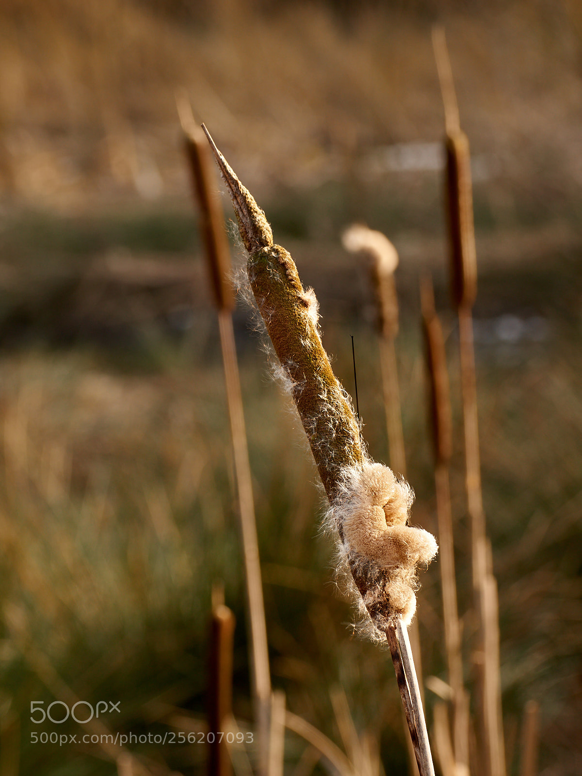 Sony SLT-A65 (SLT-A65V) sample photo. Reed mace -1 photography