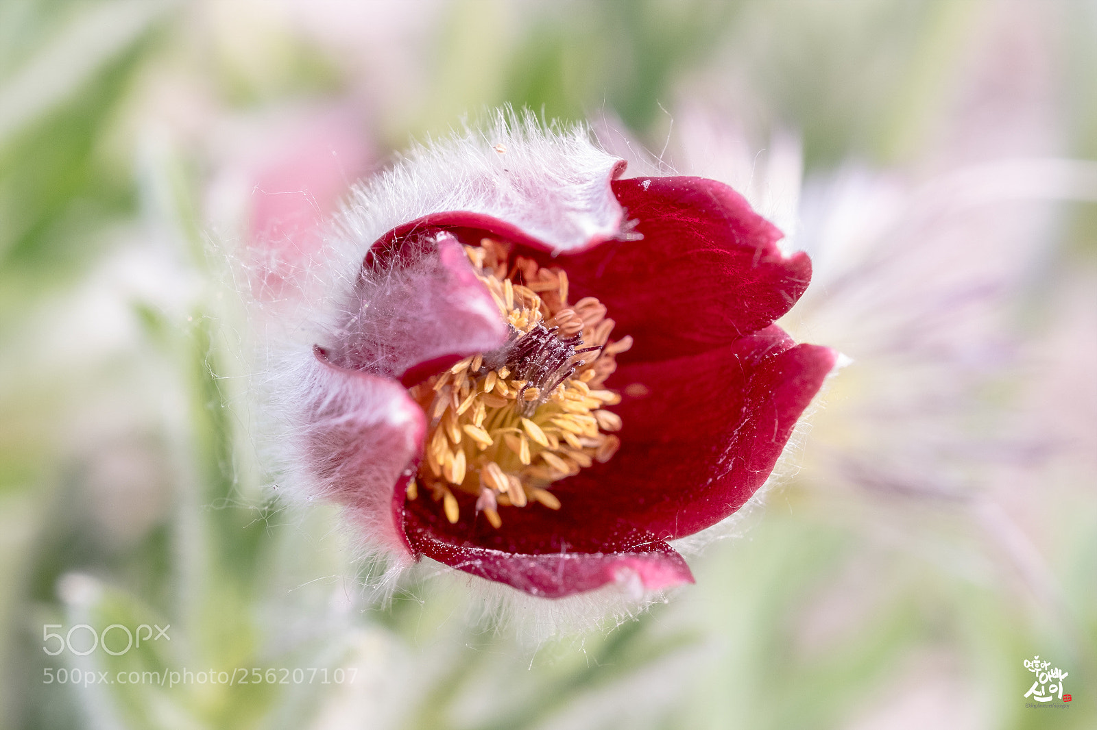 Fujifilm X-T2 sample photo. Korean pasque flower photography
