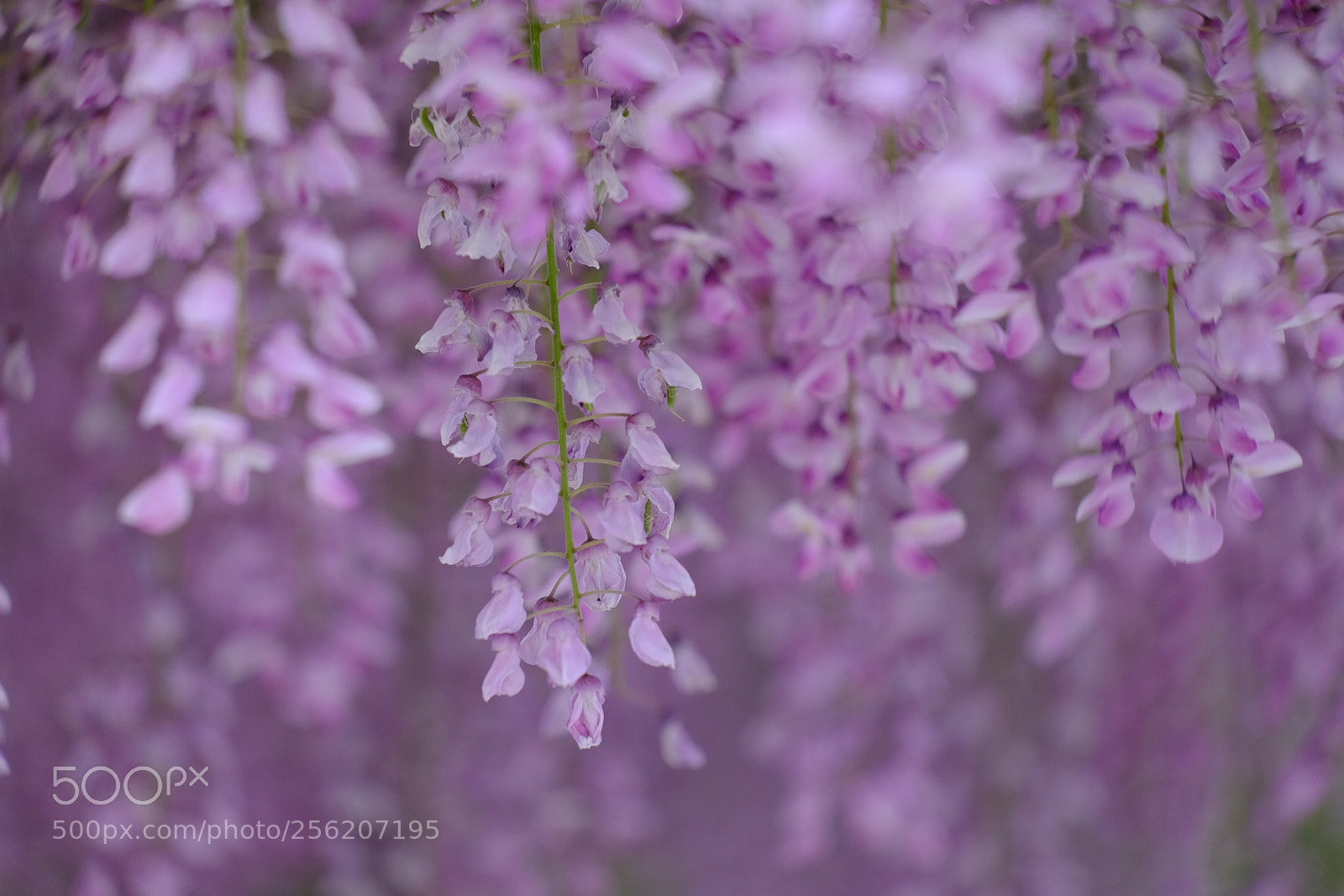 Fujifilm X-T1 sample photo. Wisteria photography