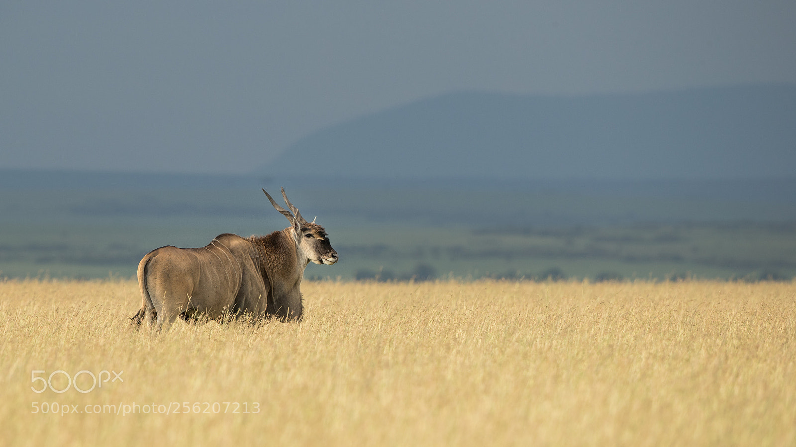 Canon EOS-1D X Mark II sample photo. Eland photography