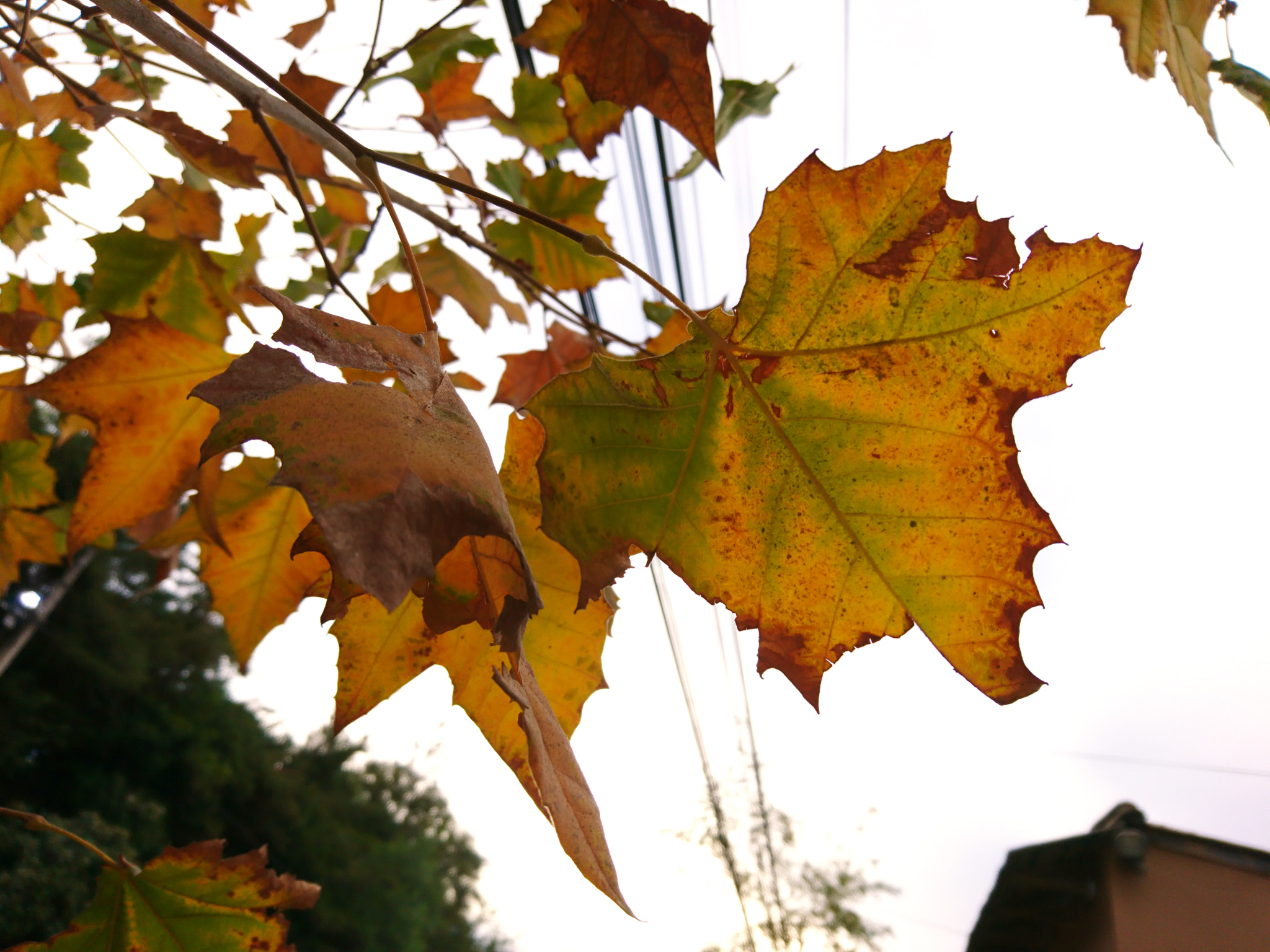 Sony Xperia X sample photo. Autumn... photography