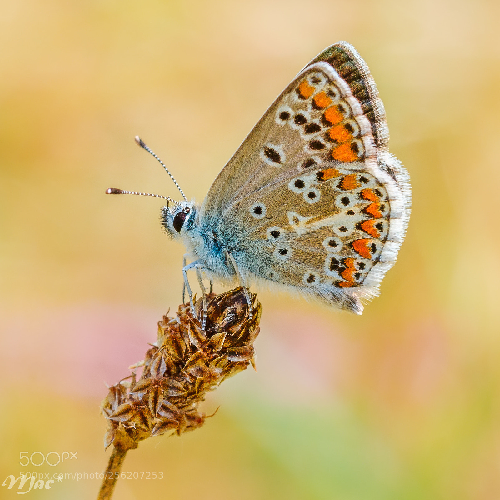 Canon EOS 70D sample photo. Brown argus photography