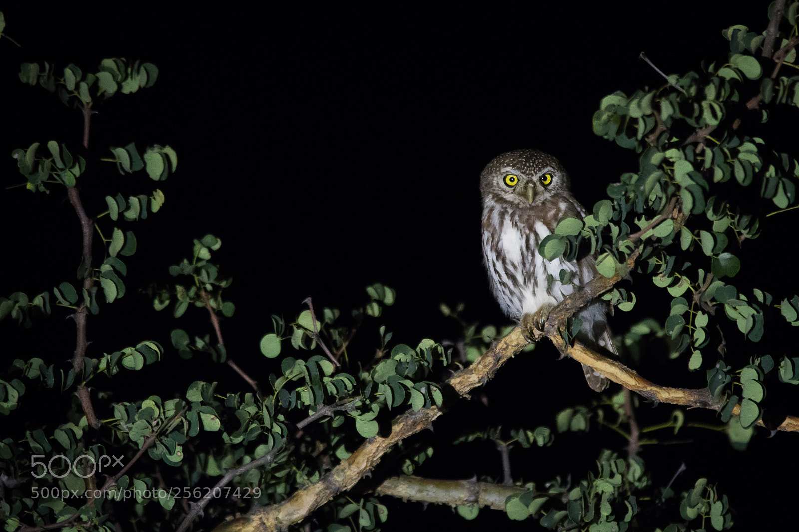 Canon EOS 100D (EOS Rebel SL1 / EOS Kiss X7) sample photo. Pearl spotted owl photography
