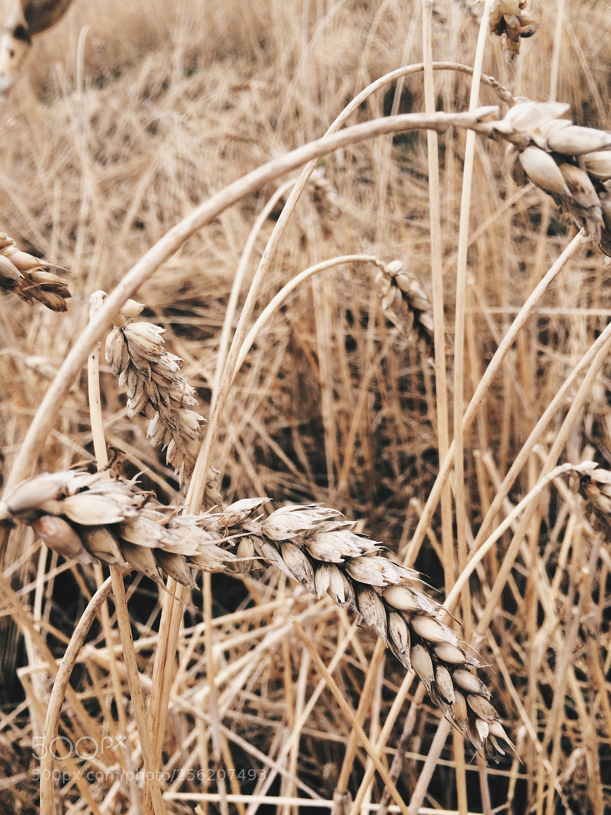 Apple iPhone 5s sample photo. Untitled photography