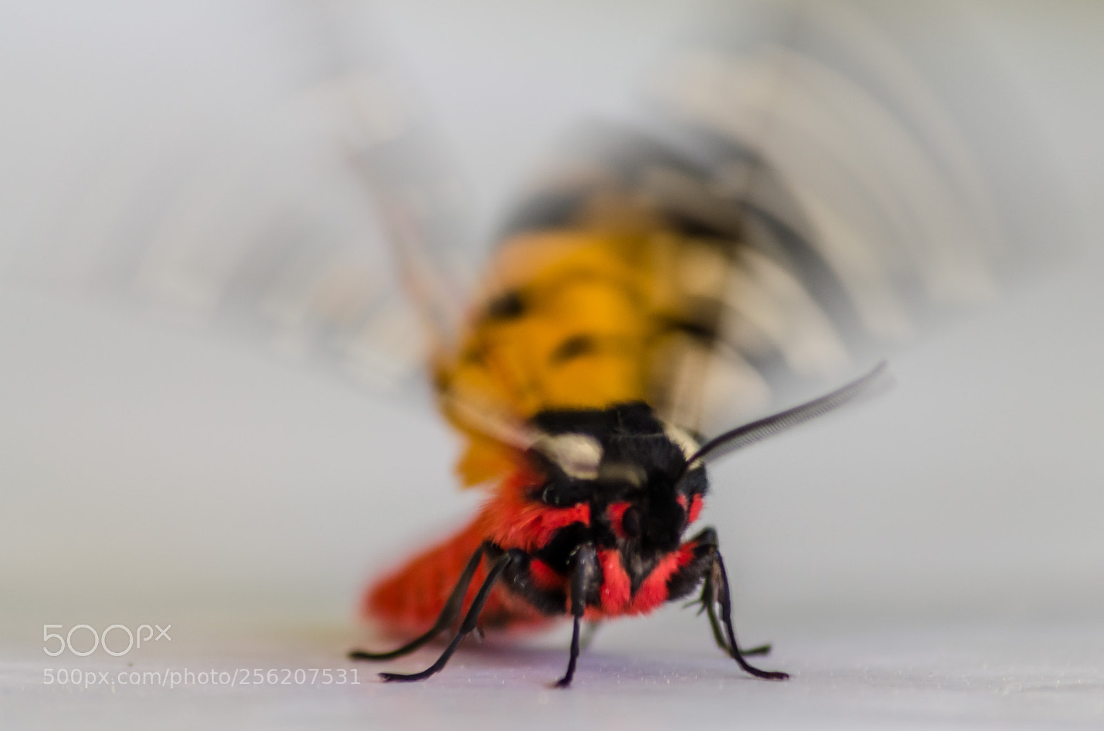 Nikon D5100 sample photo. Moth photography